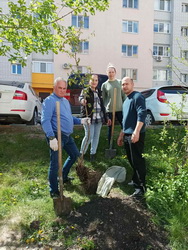 Андрей Малышев организовал посадку деревьев во дворе многоквартирных домов